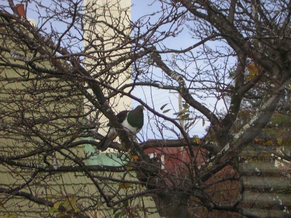 Wood Pigeon